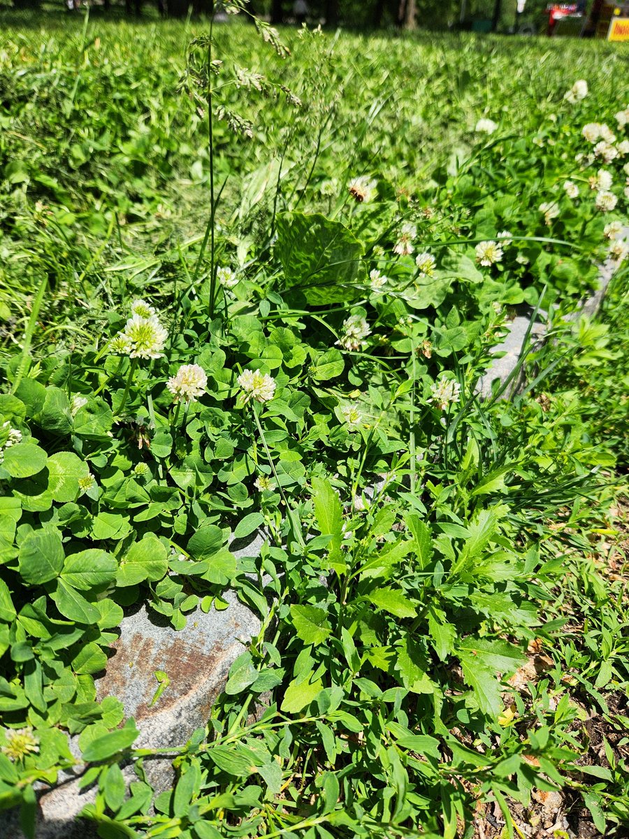 MrB_KBC's tweet photo. Whoever controls the common in the #zombieapocalypse will be able to make bread, tea, and some hearty salads to go with their squirrel stew! #nature #wildedibles https://t.co/fX3pjlx3UU
