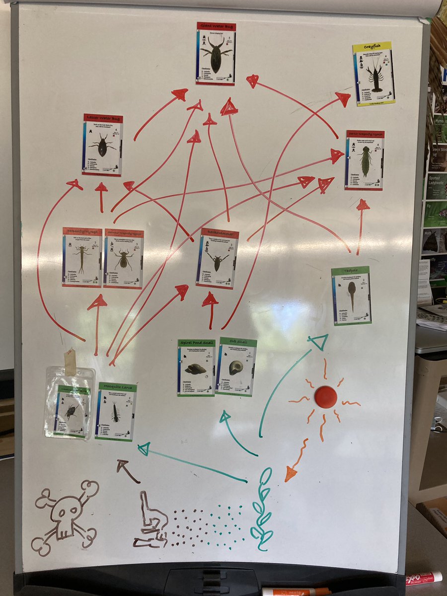 A perfect day for a pond study with MLL students from <a href="/WCIinfo/">Waterloo Collegiate</a> at <a href="/CountrysideCamp/">Countryside Camp</a>! <a href="/rochelleknox/">Rochelle Knox</a> <a href="/msadoelman/">Ms. Anne Doelman OCT 🌈🌍❤️</a>