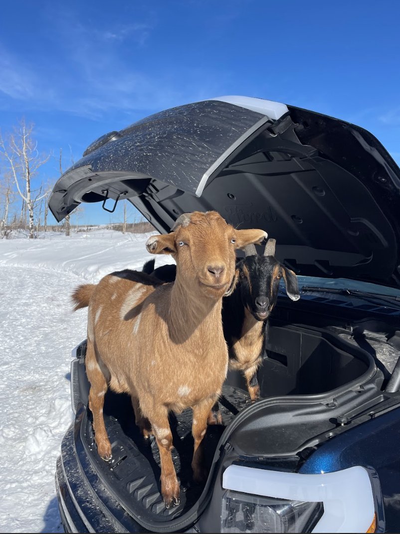 Drive Electric Colorado tweet media