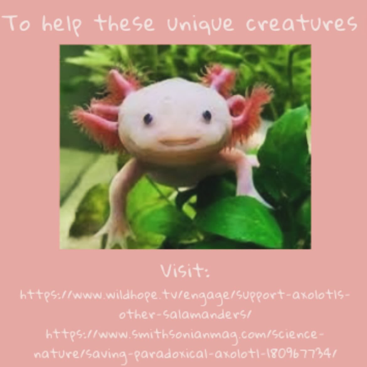 Becton Environmental Club tweet media