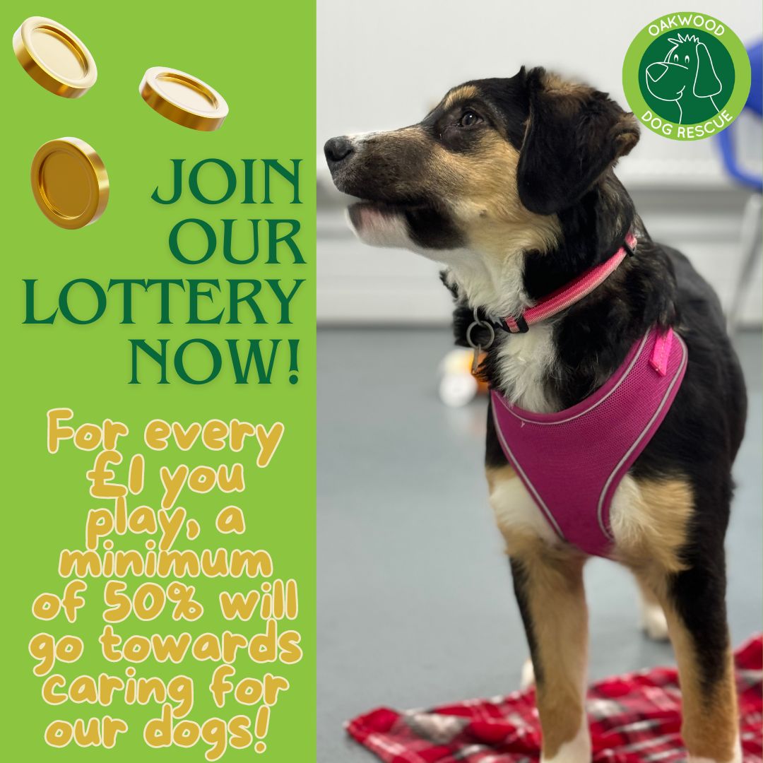 🍀Feeling lucky?! 🍀Want to win up to £25,000? 🍀Want support our rescue? 🐶 Click to join Oakwood Dog Rescue's Unity lottery today: unitylottery.co.uk/causes/oakwood… For every £1 you play, 50p goes toward caring for our dogs! Why not sign up today? You have to be in it to win it! #lotto