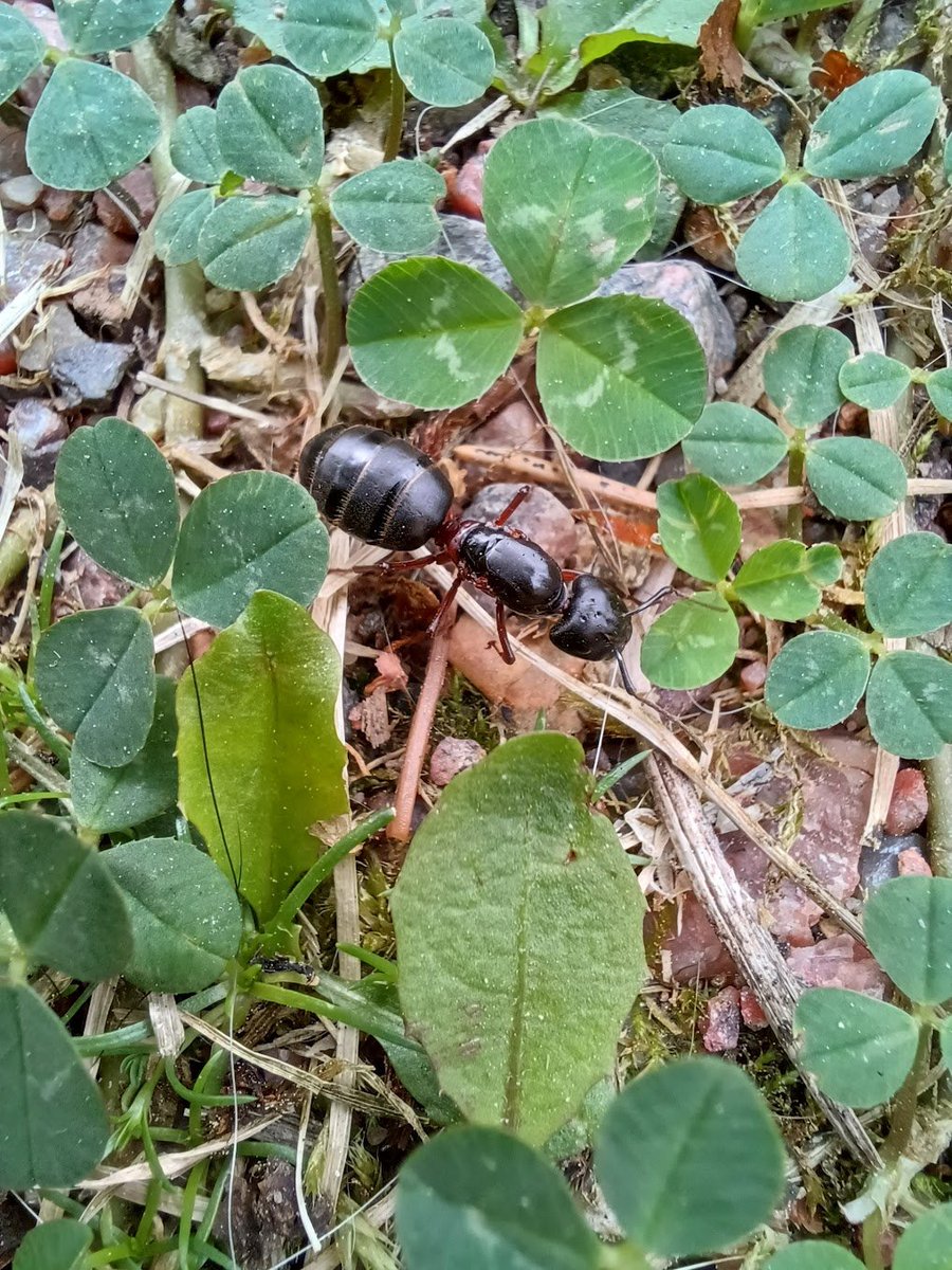 Godzilla arrived in my yard. Yeah, this ant was big, so must be a queen. Camponotus herculeanus is my guess. I have not seen this one before on my plot, where I do have lots of Myrmica rubra 😬and Lasius niger.  #Ants #Muurahaiset