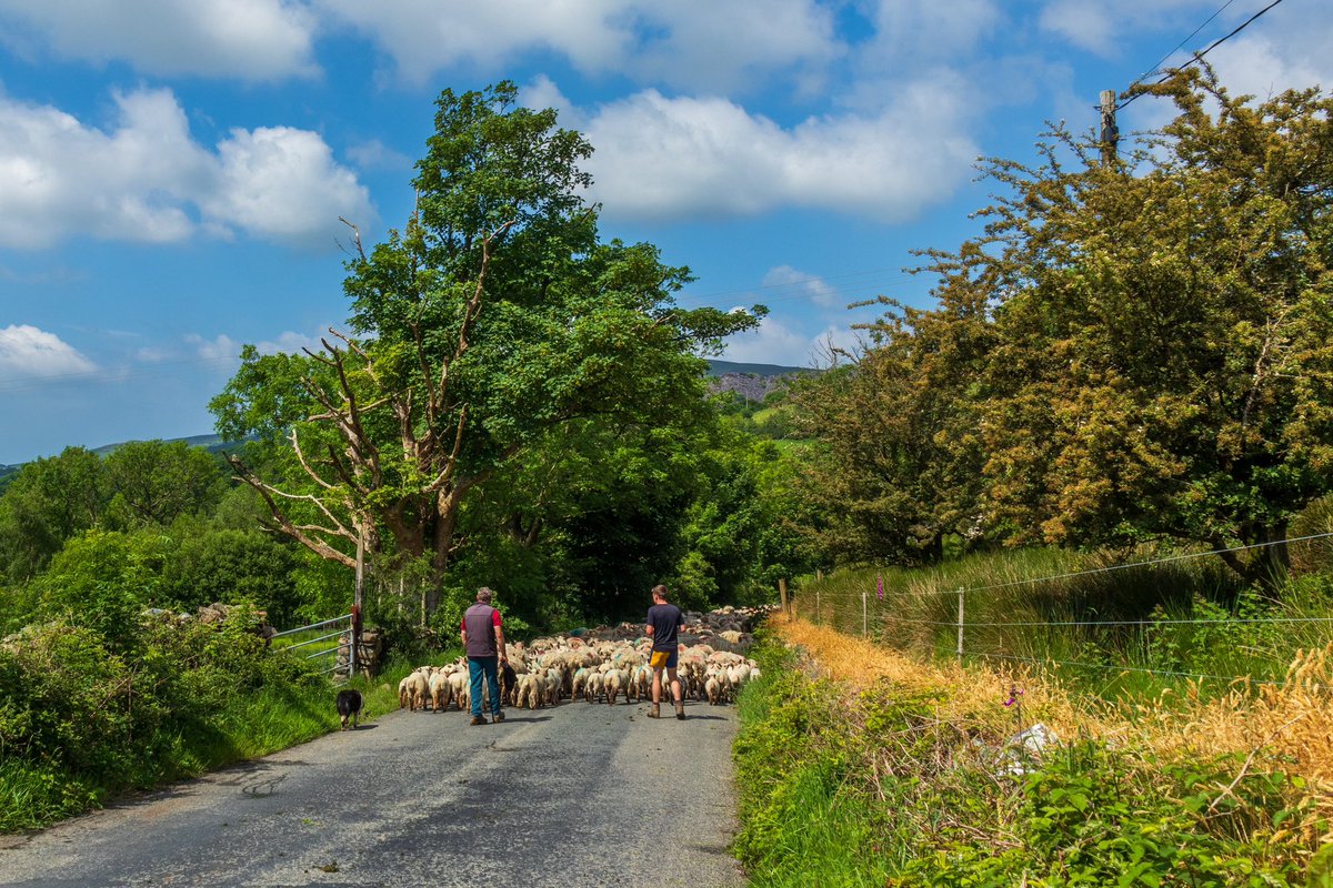 Sheep were being herded to another field near Nantlle this morning, great weather too @S4Ctywydd @StormHour @ThePhotoHour @ElyPhotographic @ItsYourWales @NWalesSocial @NorthWalesWalks @VisitNorthWales @eryrinpa @ExplSnowdonia