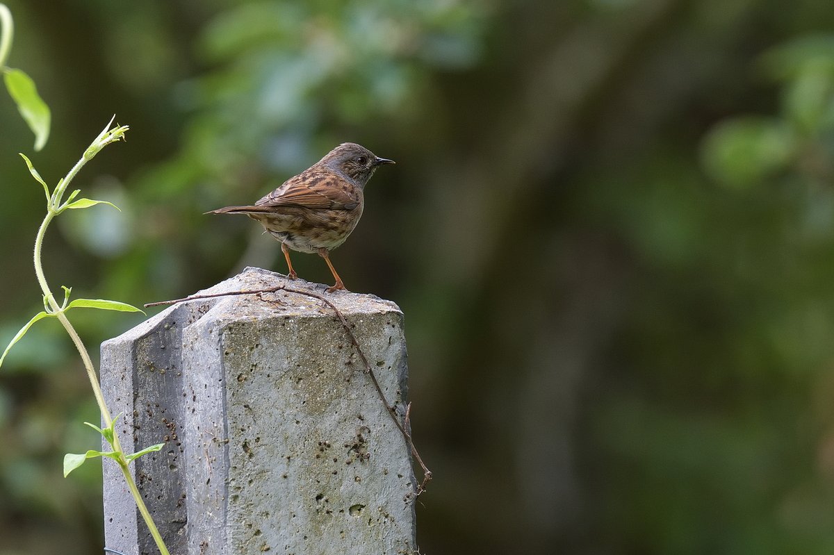 Accenteur Mouchet
Prunella modularis - Dunnock
#wildlife #wildlifephotofraphy #birds #birdphotography #nikonphotography #nikond850 #nikonfr