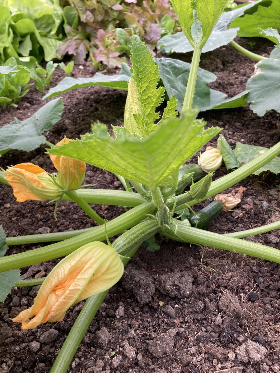 First courgettes of the season and it’s still May, which is the earliest I’ve ever harvested from the garden! The variety is ‘Defender’ and their only protection in the garden has been a cloche for a couple of weeks after planting out. #courgettes 
<a href="/GrowWithKG/">Kitchen Garden</a> <a href="/KingsSeeds_UK/">Kings Seeds</a>