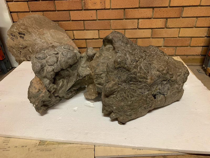 After new discoveries in southern Brazil, I've become even more fascinated by pareiasaurs, these magnificent Permian armored creatures! Here's a beautiful Bradysaurus from the Council for Geosciences in Pretoria, South Africa #FossilFriday