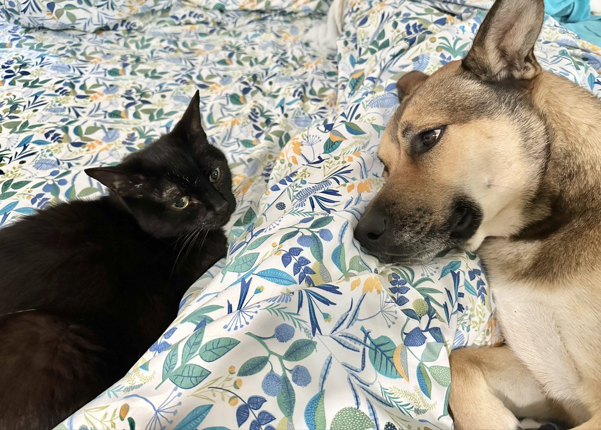 dorisjeanbrown's tweet photo. @DannyDeraney Welcome Nori! She’s beautiful 😻 Took a while for full integration around here, but Elroy’s finally adjusted to Monkey. . and by adjusted, I mean tolerates 😹 https://t.co/xBsEiZK5sI