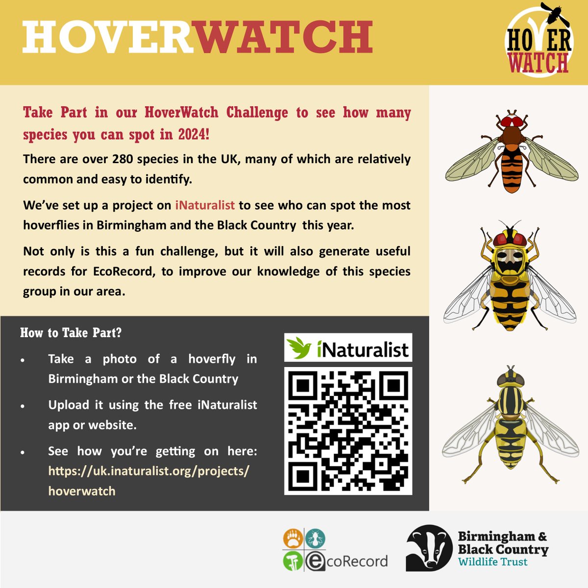 There are c280 species of hoverfly in the UK and they are important in pollination and pest control and are relatively easy to spot!  

We've re-launched HoverWatch, where we ask you to photograph any hoverflies you see and submit them via iNaturalist
uk.inaturalist.org/projects/hover…