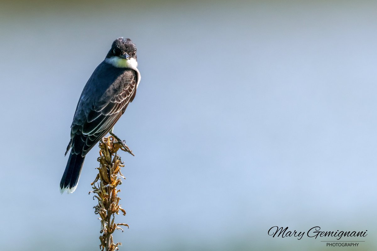 Please share your bird photos Eastern Kingbird