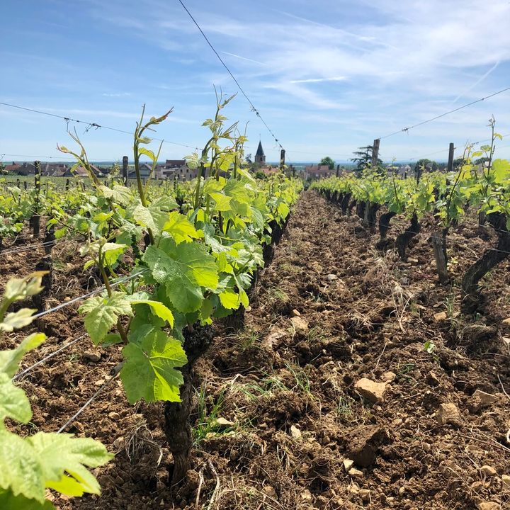 Anticipation builds as flowering is set to bloom in our historic #RomanéeSaintVivant Grand Cru 'Les Quatre Journaux' vineyard! Just a stone's throw away from the famed Romanée-Conti, this land has been nurtured by Maison Louis Latour since 1898. 🍇