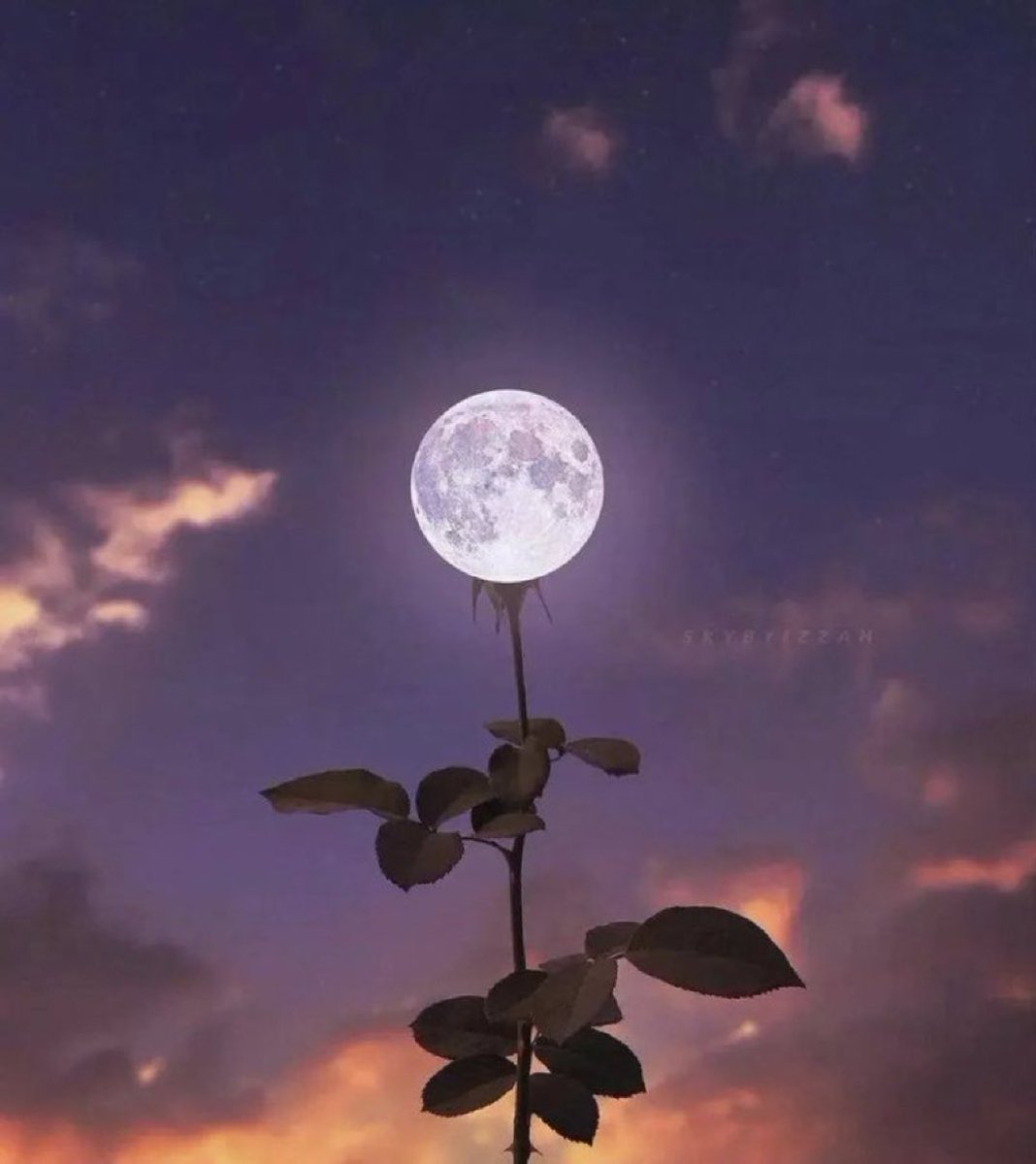Moon flower.
