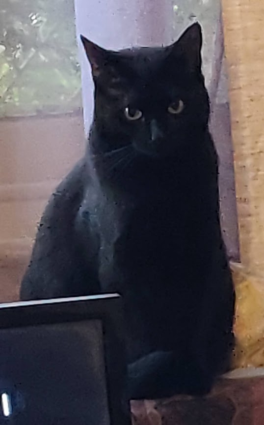 Feline Friday #CatsOfTwitter 
<a href="/BlaineRincon/">Blaine Rincon</a> <a href="/TiffyLaw3/">𝓣𝓲𝓯𝓯𝔂</a> <a href="/RoodJood/">Judith</a> <a href="/littlekatmom/">Marsha😻</a> 
<a href="/kat3796/">Saint Kat & Gibbs 🇬🇧 🇺🇦</a> <a href="/Miss_1999/">Christy Rach</a> @LilithTheCat999 <a href="/thechrisbarron/">Chris Barron</a> <a href="/LouDPhillips/">Lou Diamond Phillips</a> <a href="/seangunn/">Sean Gunn</a> 
<a href="/TonyTodd54/">Tony Todd</a> <a href="/KierstenWarren/">Kiersten Warren</a>