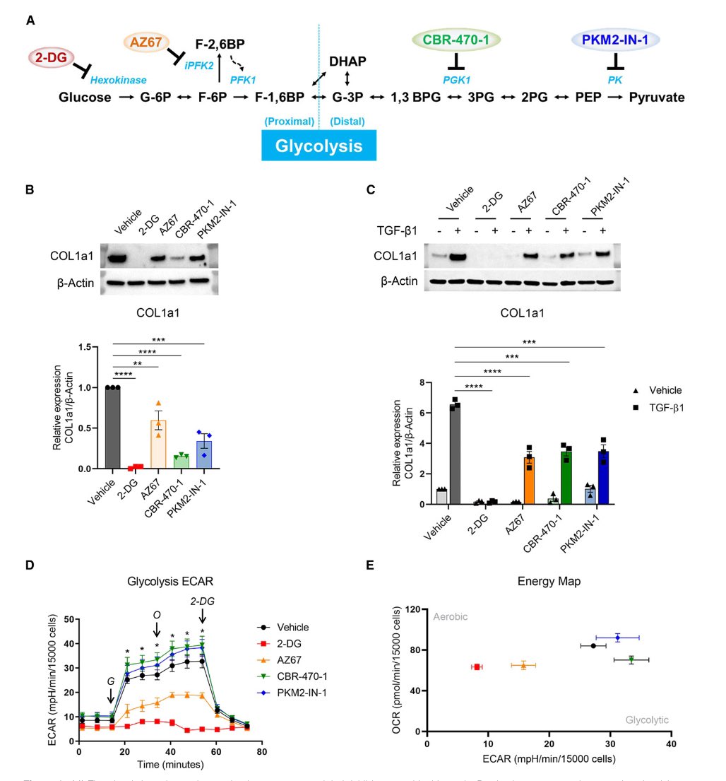 Glycolysis: the most basic yet incompletely understood pathway. 
Check out our findings in lung fibroblasts - atsjournals.org/doi/abs/10.116…
