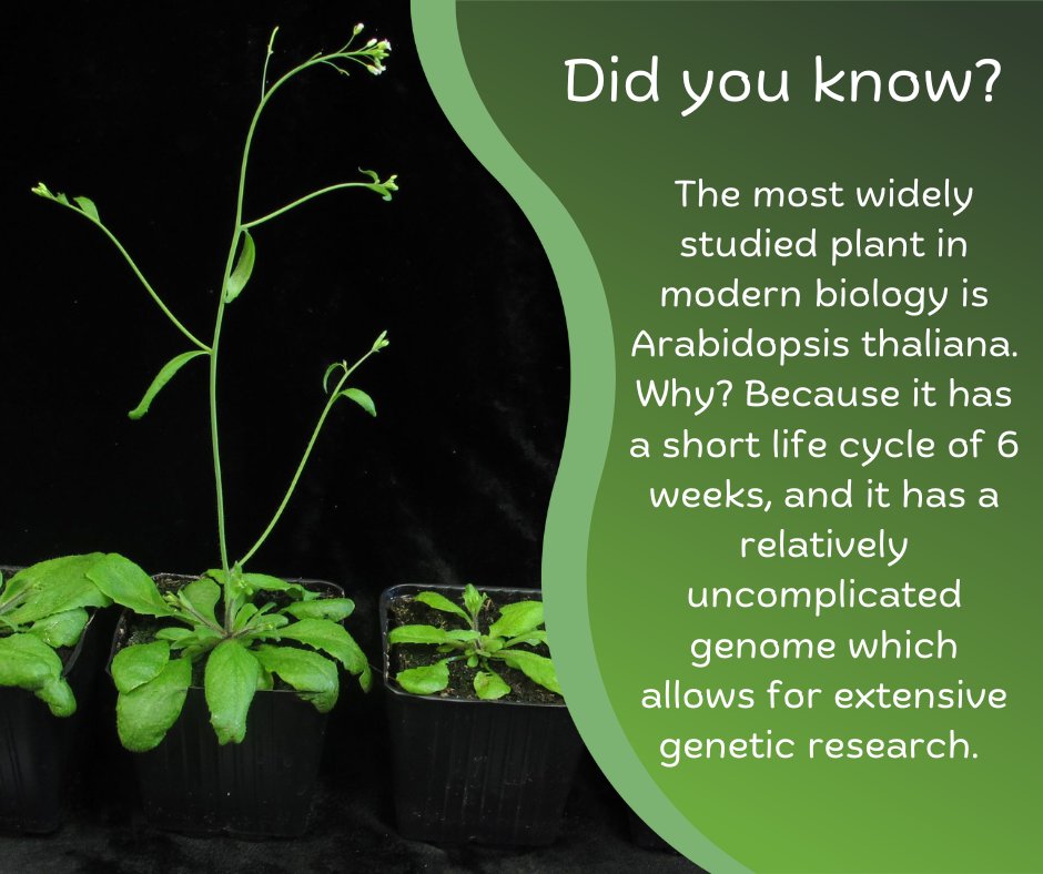 Happy #plantfactfriday! Today's fact is about a plant you may have never heard of but is very important to us here at the Brandizzi lab!