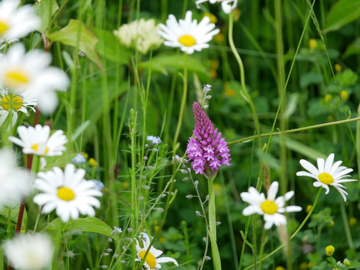 flako1959's tweet photo. A rewarding couple of hours looking around the busy road and rail banks on the outskirts of York. Good numbers of orchids with plenty of Bee Orchids amongst them and this little gem of a butterfly (Small Blue) surviving from a small colony found last year by ‘Mike the Bike’. https://t.co/pKGJTdPymD