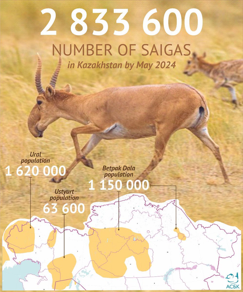 Following annual aerial surveys - Updated population estimates and distribution of #keystone grazer of #steppe grasslands #saiga #antelope have been released.

Recovery is ongoing: 2024 shows >2.8 million adults spread across now 5 populations

@AltynDala 
#GenerationRestoration