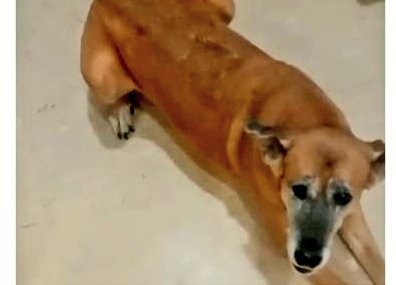 LALI IS LOST. LALI IS BLIND. Missing from B-315, CR Park, New Delhi since 27/05/24. Completely docile, does not bite, anyone can hold her. Reward ₹20,000 for her return. Please call 9810309933.

This blind dog is missing, please help us find her. 🙏🐾 #LostDog #HelpFindLali