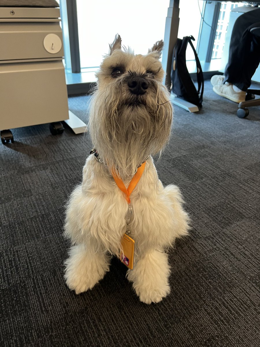 ferdingler's tweet photo. @AWSAmplify when Shaggy became an orange badged Amazonian https://t.co/D5JEuwOfmL