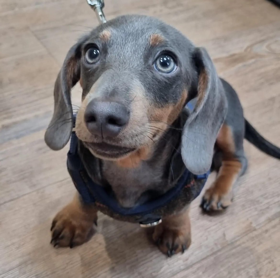 floorsforpaws.com/a-guide-to-cho… 

Why do so many vets choose our flooring over others? 

If you have dogs and are ever looking to change your flooring; This new blog (link in bio) will explain why Floors for Paws is the best flooring for not only you as an owner, but also for your dogs.