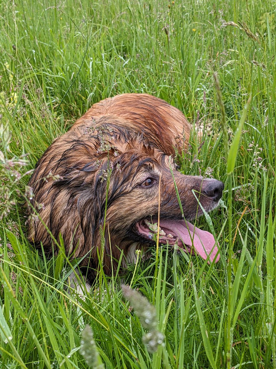 CamasTheCollie's tweet photo. Still wet and windy. Apparently, I'm not having a good hair day, but throw it has been great. ๐พ๐พ๐ง๏ธ๐ฌ๏ธโพ๐
#BorderCollie
#WhatHappenedToSpring
#SoggyDog
#ThrowIt
#FridayThoughts https://t.co/8HDba3PFOY