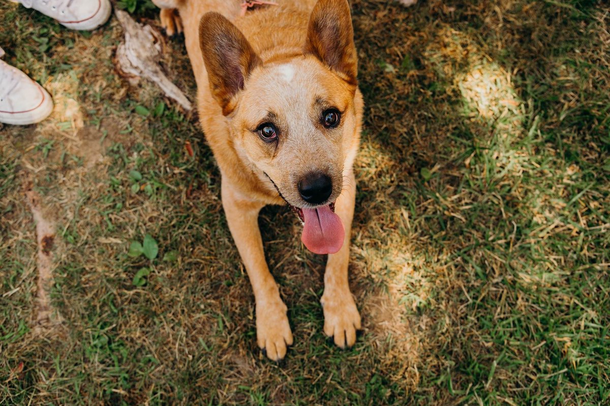 Can’t join the fun at Pet Walk but still want to help? All donations to Pet Walk are being MATCHED until 11:59 p.m. tonight, thanks to some incredible friends of WHS!
 
Click here to donate or to register (before prices go up!) 👉 petwalkmke.com