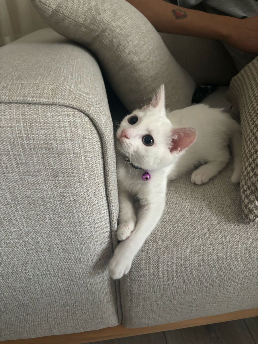 YAVRUMUZA YUVA ARIYORUZZZZ 🐈🐾

Kızlar arkadaşımın kedisi, ciddi anlamda astımından dolayı çok üzülerek sahiplendirmek durumundayız. 

Ankara Kedisi, 3 buçuk aylık. Tüm aşıları tam. Antalya içi sahiplenmek isteyen olursa benimle veya arkadaşımla <a href="/mishangell/">nesli</a> iletişime geçebilir🫶🏻