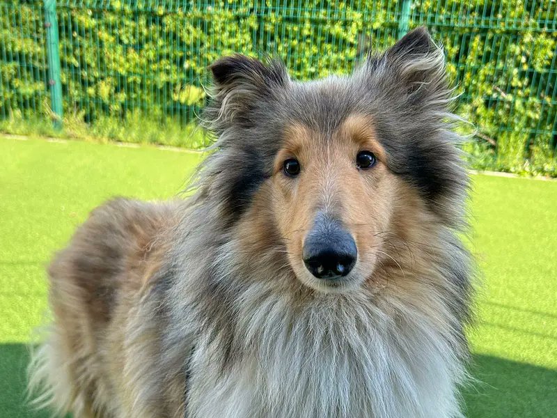 Please retweet to help Pixie find a home #ESSEX #UK 
AVAILABLE FOR ADOPTION, REGISTERED BRITISH CHARITY, DOGS TRUST✅
Rough coated Collie aged 2-5
Pixie is looking for a home who can help boost her confidence. She would be suitable for a home with children 16+ who can respect her