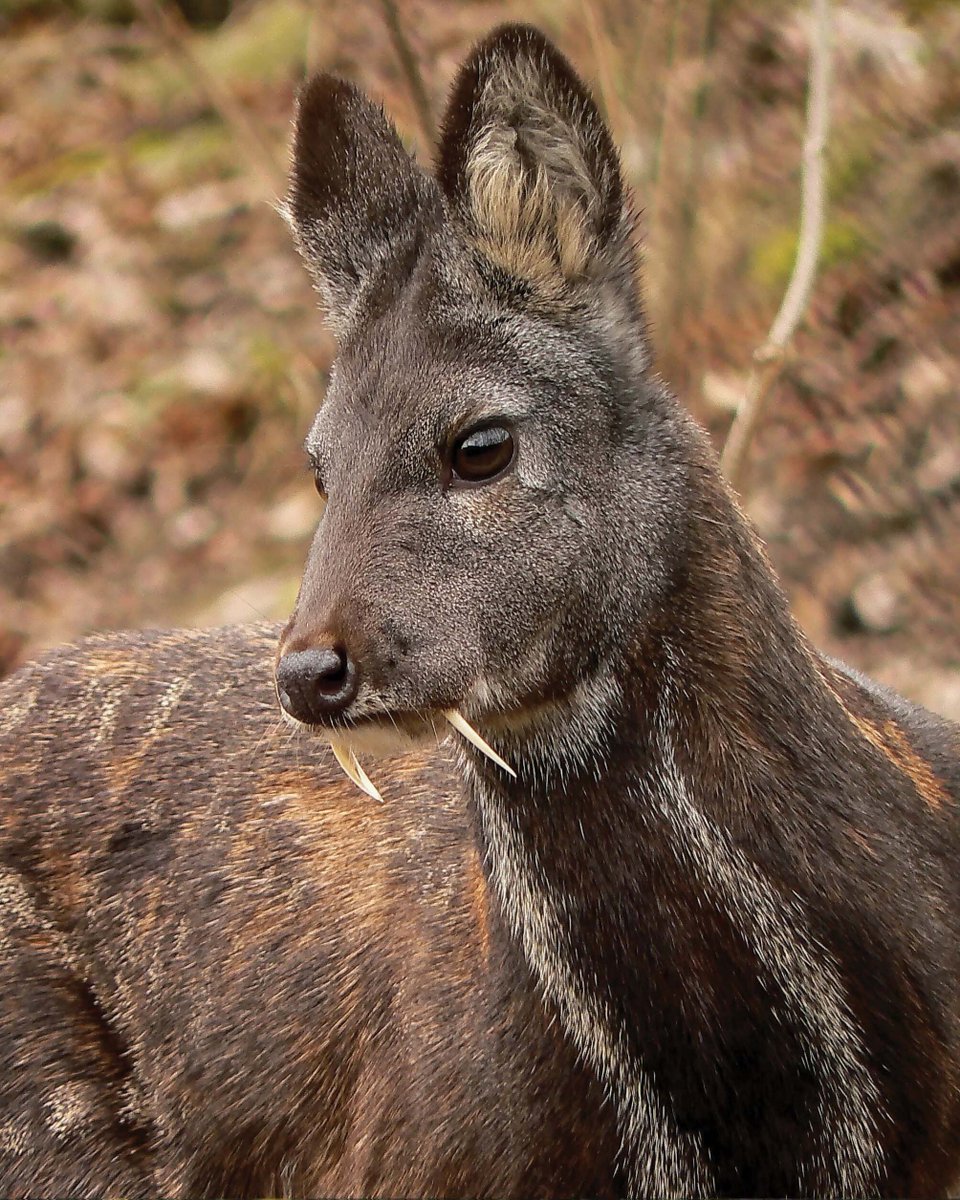 Hypercanines: Not just for sabertooths! This new article reviews their occurrence, growth &amp; function. Among herbivores, hypercanines often serve for sexual display and competition, while some small ruminants evolved movable hypercanines.
By Lars Werdelin: doi.org/10.1002/ar.255…