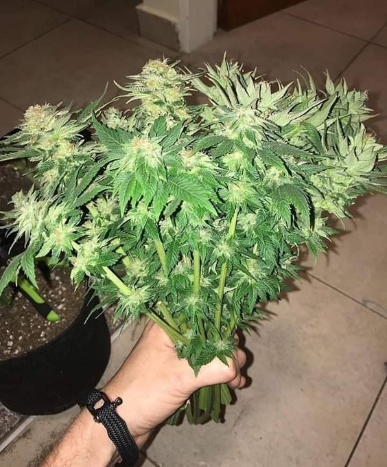 lhe trouxe flores princesa