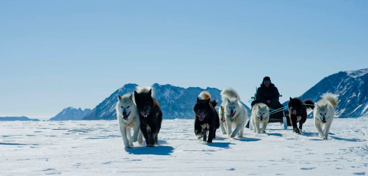 El perro de Groenlandia, en peligro de extinción buff.ly/3yIGBxG - 
El Círculo Polar Ártico es el hogar de algunas de las razas caninas más antiguas del mundo, vinculadas estrechamente al estilo de vida nómada. Entre estas se encuentra el perro de…