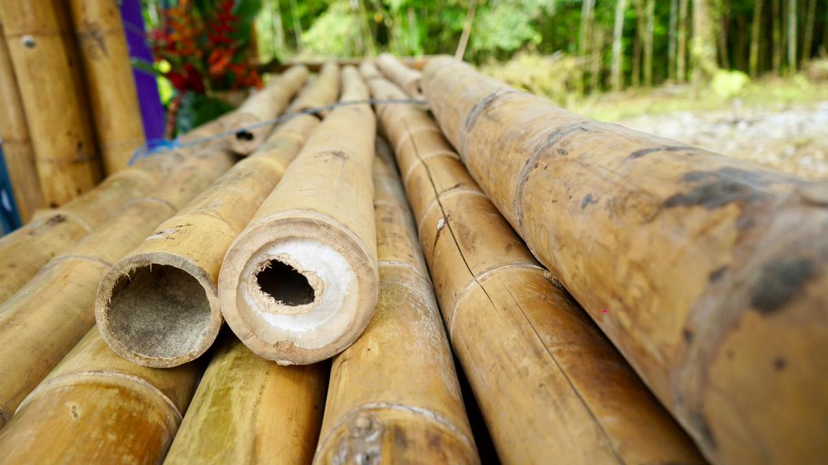 ¡#Napo avanza con sostenibilidad! 🌿 Otorgamos certificados de Buenas Prácticas Forestales en Bambú a los productores de la provincia, reconociendo su aporte para disminuir la deforestación y su forma de dinamizar la economía local para el beneficio de cientos de familias.