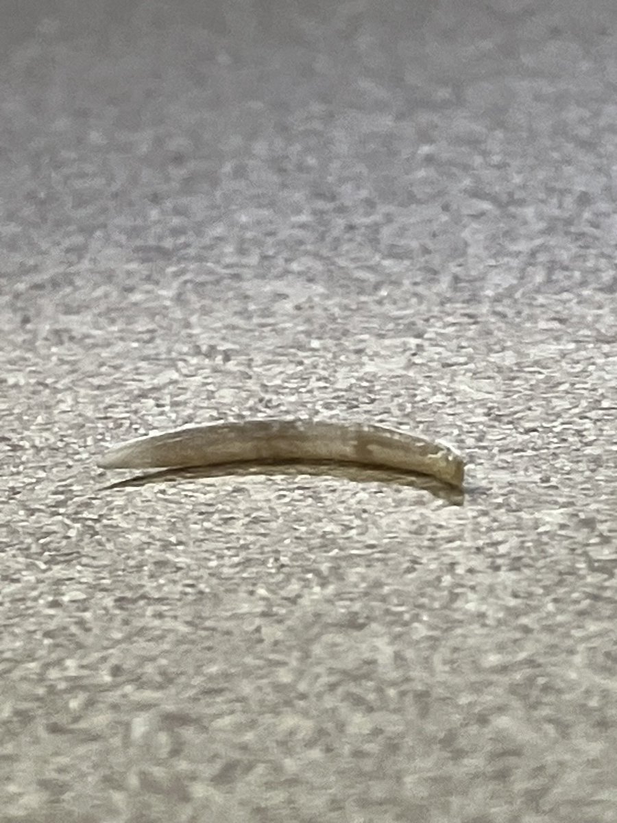 FartBot6000's tweet image. My tool of the week is who ever left this finger nail on my desk. It tasted like it’s someone from the Mediterranean area. @ManAndBone971 #tooloftheweek