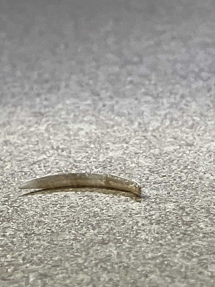 FartBot6000's tweet image. My tool of the week is who ever left this finger nail on my desk. It tasted like it’s someone from the Mediterranean area. @ManAndBone971 #tooloftheweek