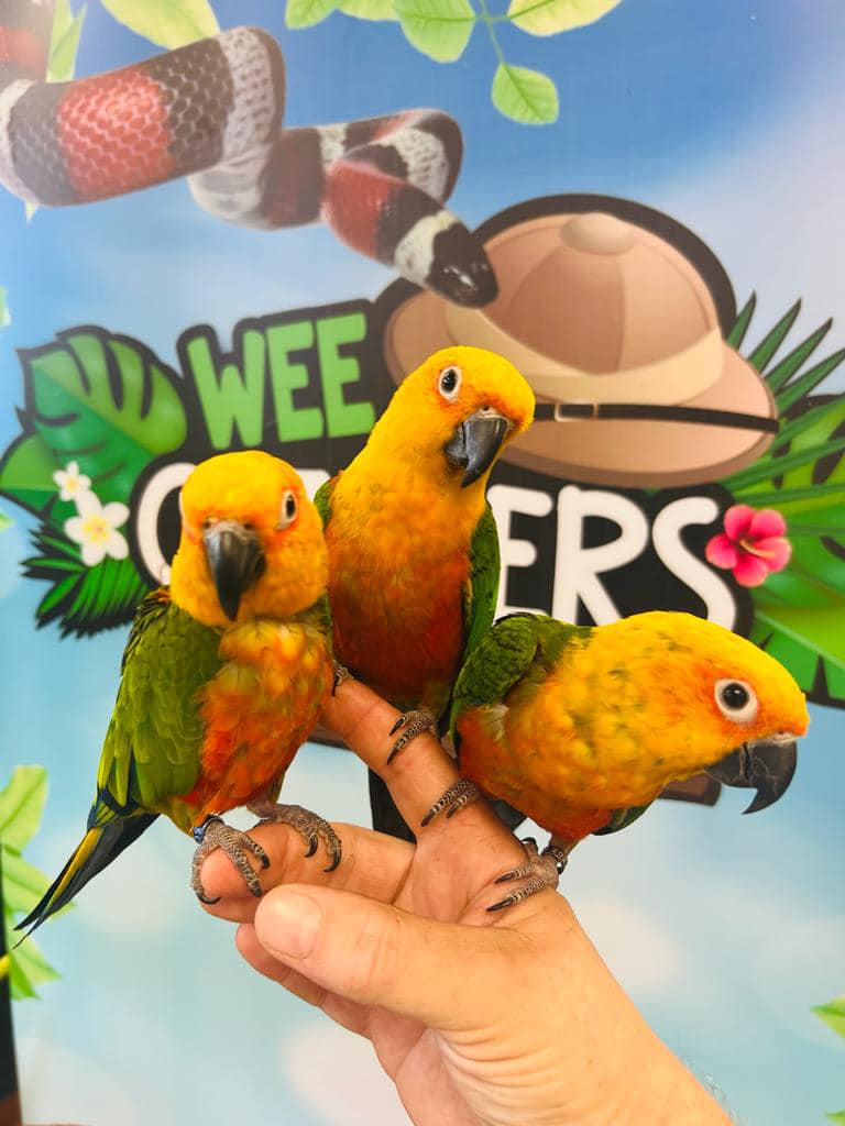 'Aparrotly' it's World Parrot Day and I couldn't let it pass without celebrating my little parrot pals, Kiki-Dee, Coco and Kiwi the Jenday conures. My little feathered friends play an important role as ambassador animals and help me to deliver a range of curriculum-based topics.