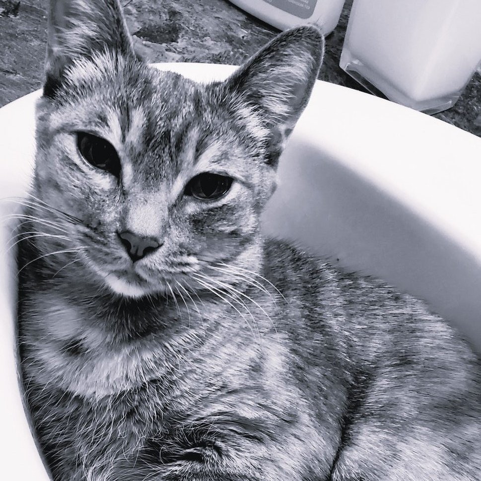 RJBravoArt's tweet photo. Bella was the winner of the week! Thanks everyone else who participated 🥰

For the next contest share a picture of your pet when it was a baby, the winner will be selected before the 6/8.
🐣💕 https://t.co/WnVUs8f5mP