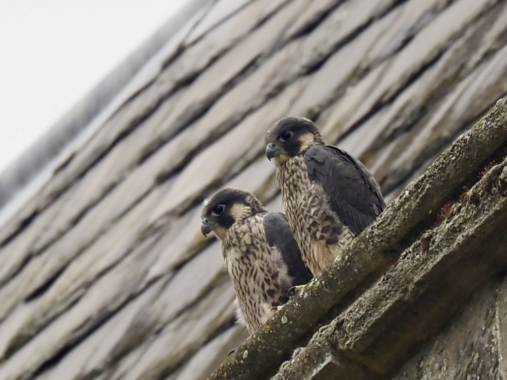 Kevin Brooke (@stories4childre) on Twitter photo The juvenile peregrines @worcestercathedral are beautiful to watch 🙂with a few, scampered flights today. It wont be long until they are doing some celebratory laps of the cathedral tower <a href="/worcswildlife/">WorcestershireWildlife</a> <a href="/BBCSpringwatch/">BBC Springwatch</a> #worcestershirehour The juvenile peregrines @worcestercathedral are beautiful to watch 🙂with a few, scampered flights today. It wont be long until they are doing some celebratory laps of the cathedral tower <a href="/worcswildlife/">WorcestershireWildlife</a> <a href="/BBCSpringwatch/">BBC Springwatch</a> #worcestershirehour