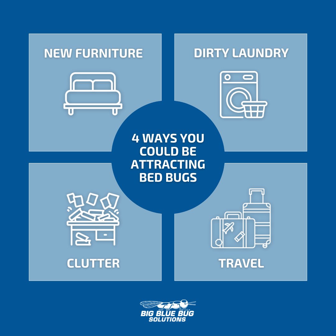 bigbluebug's tweet photo. Contrary to popular belief, you can pick up bed bugs from more than just traveling! Purchasing secondhand furniture is another common source, and dirty laundry and clutter can encourage them to stick around. #BedBugAwarenessWeek https://t.co/6uJLk61qUK
