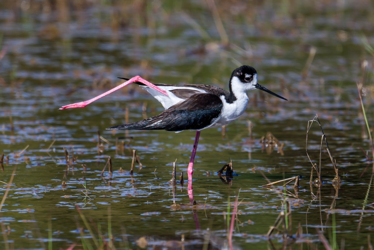 hubbnyc's tweet photo. A rare Black-necked Stilt has been hanging out at Hammonasset Beach SP in Madison, CT the last few days
#blackneckedstilt #ctwildlife #ctnaturefans #springmigration2024 #birdphotography #nikonphotography https://t.co/p5uC9yW7rz