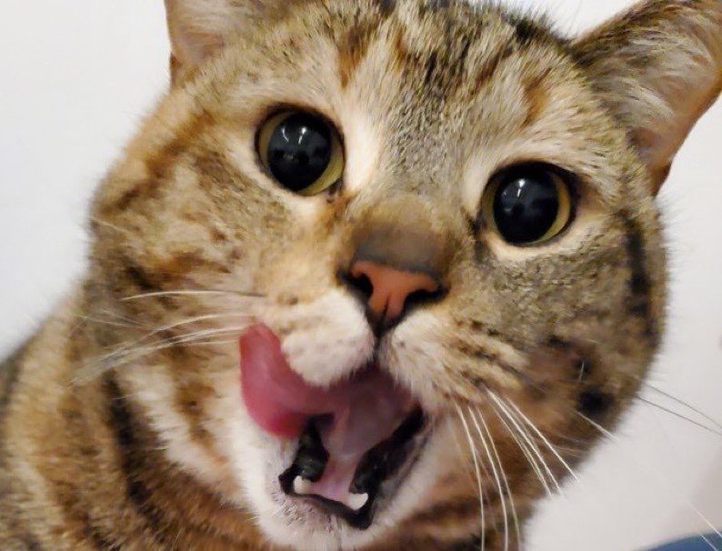 Icarus 🍉 🐉 Hiatus :-) tweet media