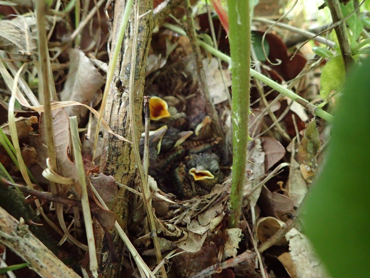 A brief distraction during a meeting this morning resulted in a healthy brood of five Nightingales on a <a href="/savebutterflies/">Butterfly Conservation 🦋</a> reserve