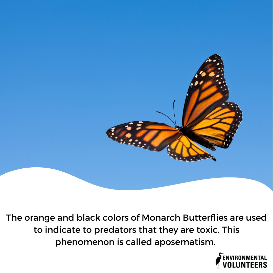 EnviroVolun's tweet photo. Discover some fun facts about the well-traveled monarch butterflies! 

Photos courtesy of Canva Pro

#MonarchButterflies #Monarch #MonarchMigration #Nature #ButterflyFacts #EnvironmentalVolunteers #FunFactFridays #FunFacts #Butterfly https://t.co/KwwGgFW61S
