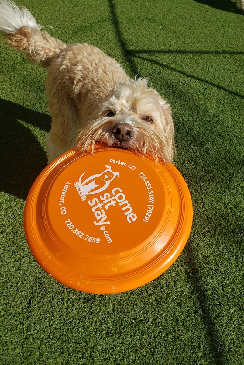 Come play fetch with us!
#dog #dogboarding #pet #doglife