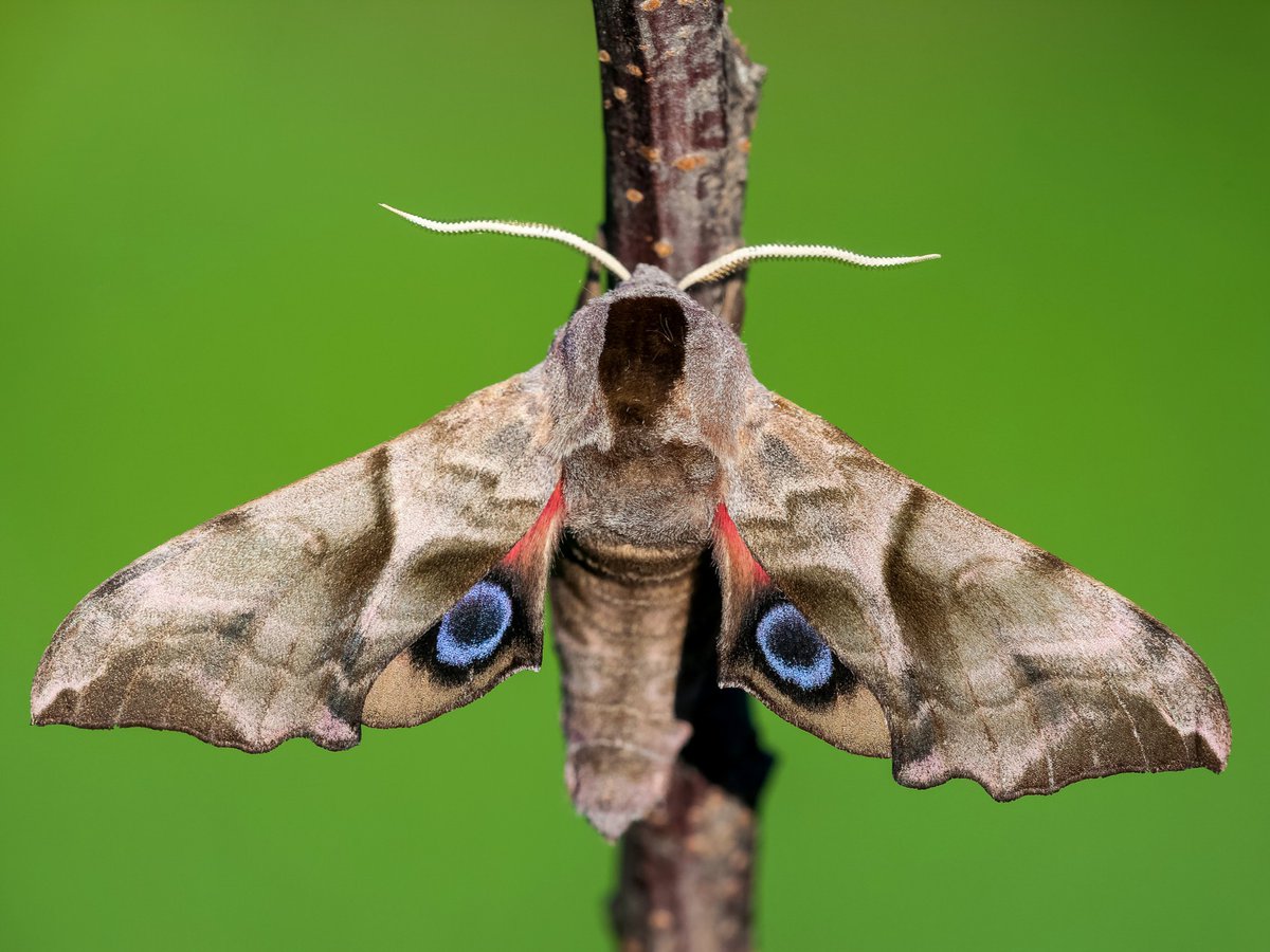 Meet the Hawk-moth with a trick up its wings 👁️ 👁️

The Eyed Hawk-moth doesn’t take any nonsense, get too close and it will flash open its hindwings revealing striking blue and black eye-spots on a pink background!

📷: Adam Gor
<a href="/BBCSpringwatch/">BBC Springwatch</a> #Springwatch #MothsMatter