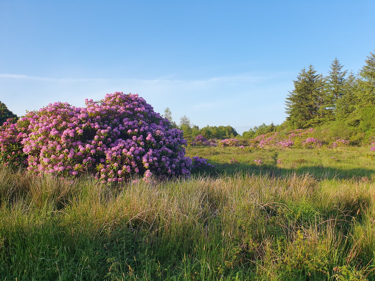 TPSpencer88's tweet photo. Coillte doesn't just destroy biodiversity when it plants non-native dead zones

It doesn't just destroy biodiversity when it fells trees

It also destroys biodiversity by allowing invasive species to spread, crowding out plants that are vital for our wildlife
#Biodiversity https://t.co/NRdWLw8YoU