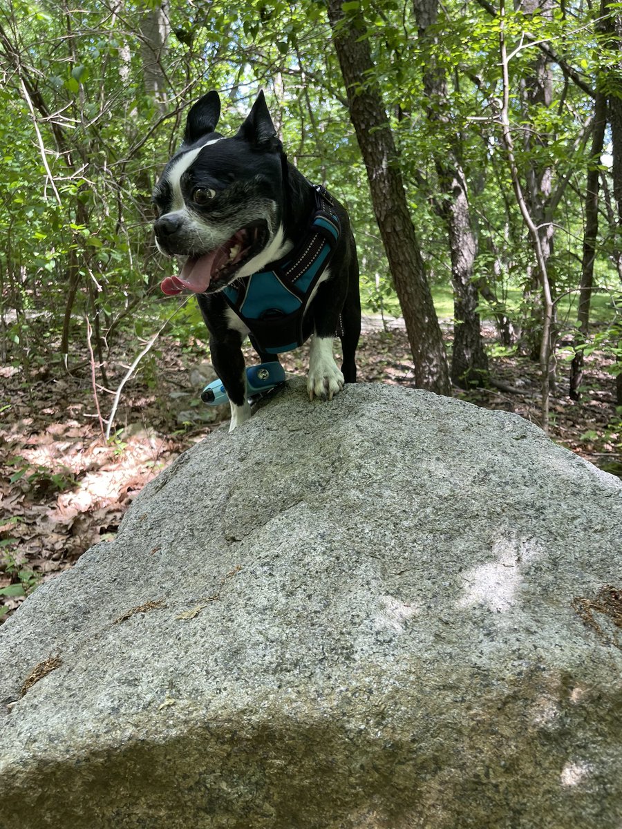 Mount Bear, est. 2015 🐾
Olmsted Park (Boston) #bostonterrier