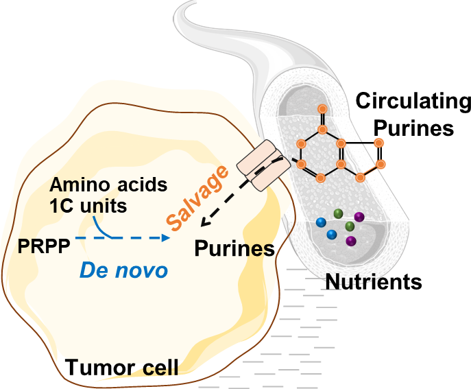 Gerta_Hoxhaj's tweet photo. What about Tumors?  Despite the prevailing notion that tumors predominantly rely on the De Novo pathway, we found that the De Novo synthesis and Salvage pathways contribute similarly to maintaining nucleotide pools in tumors. 10/14 https://t.co/8BmNFRz9ns
