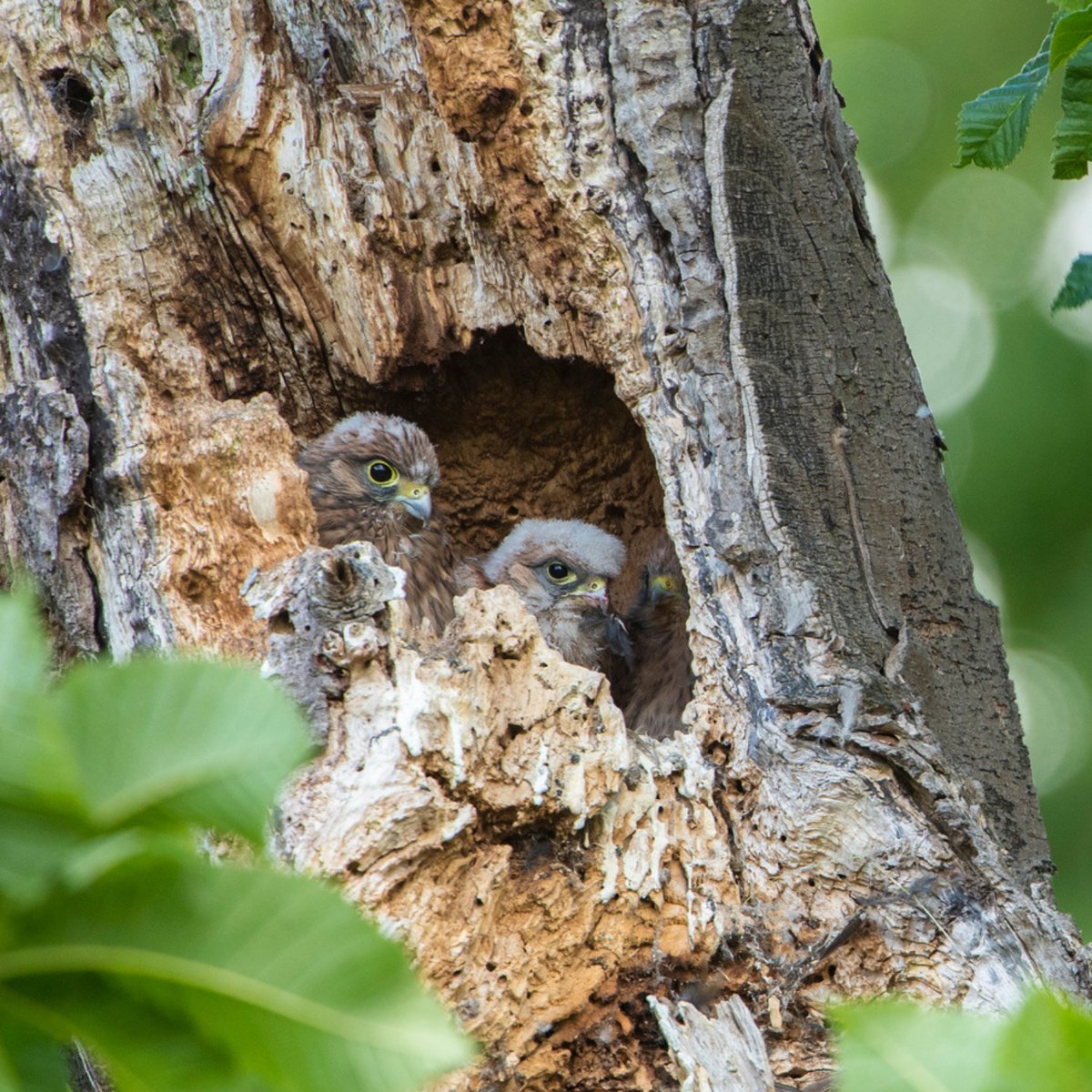 'What'd you get?' 'Vole, you?' 'Shrew.' 'Bad luck pal' @BBCSpringwatch #Springwatch