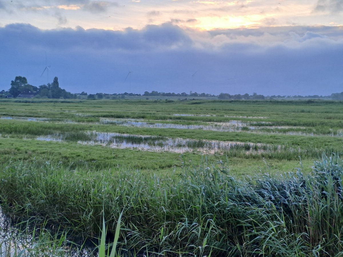 Zo, velddag broedvogels tellen in terreinen @landschapnh zit erop, 16 uur in de weer geweest! Hoogtepunten: drukte van belang in kolonies Zandpolders, maar liefst 5 territoriale Zomertalingen (lang leve de nattigheid!), Steenuil en een stiekeme Pijlstaart. <a href="/Sovon/">Sovon Vogelonderzoek Nederland</a> <a href="/vogelnieuws/">Vogelbescherming NL</a>