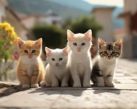 Ben dört sevimli kedicik 😊 bırakıyorum #GeceyeBirKediBırak