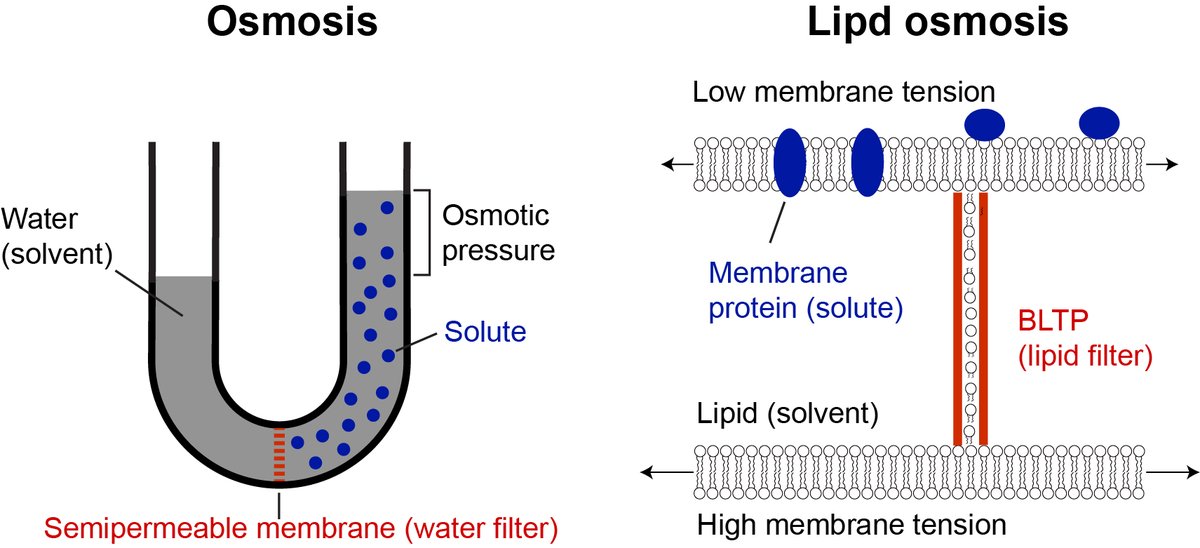 Our paper “Lipid osmosis, membrane tension, and other mechanochemical driving forces of lipid flow” has been published in Current Opinion of Cell Biology (authors.elsevier.com/a/1jB3M3PA3sYq…). 1/n